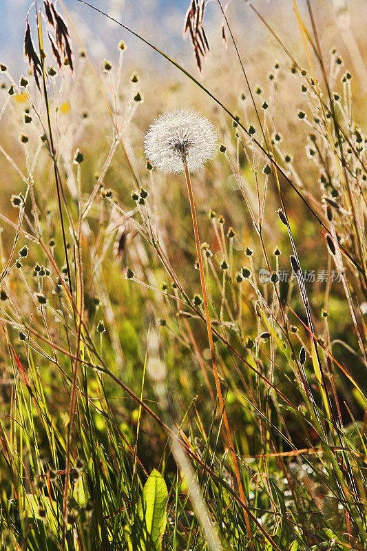 红腹角羚(Tragopogon dubius Salsify goat beard)野花